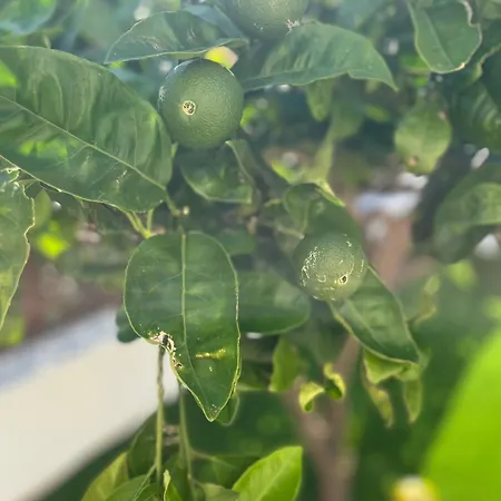 Apartament Engelmark Vodice