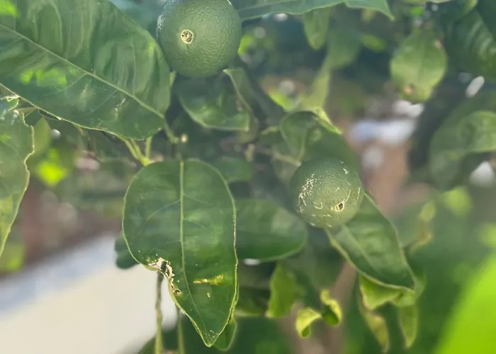 Apartamento Engelmark Vodice